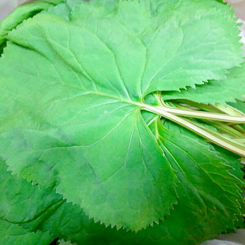 삼생마을 참곰취 1Kg,2Kg,4Kg(순차적배송)