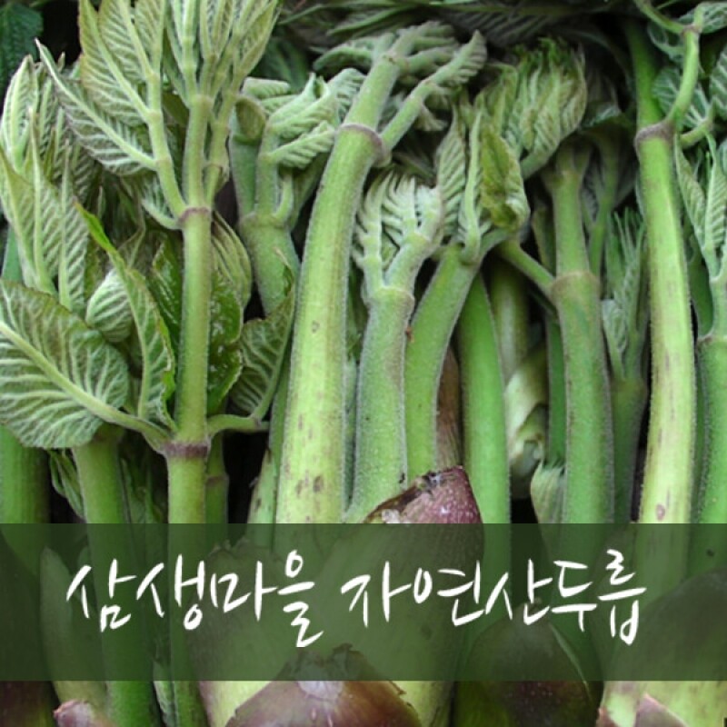 삼생마을 자연산 두릅(1kg,2kg,4kg)즉시배송