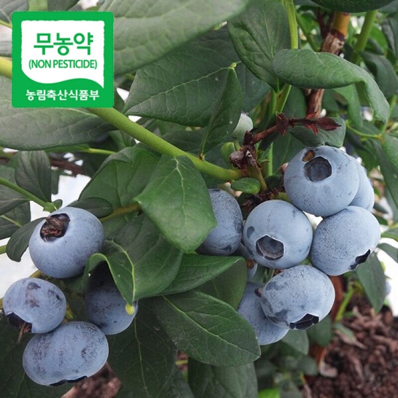 강원더몰,삼생마을 무농약 블루베리 1Kg,2Kg,5Kg(즉시배송)특과
