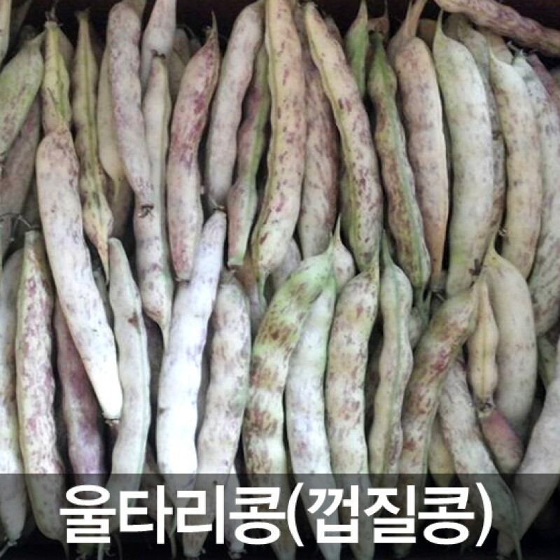 삼생마을 밤 맛 나는 울타리콩(호랑이콩 껍질콩)